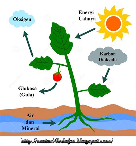 Tahapan-tahapan Fotosintesis pada Tumbuhan