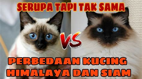 Kucing Jawa vs Kucing Inggris
