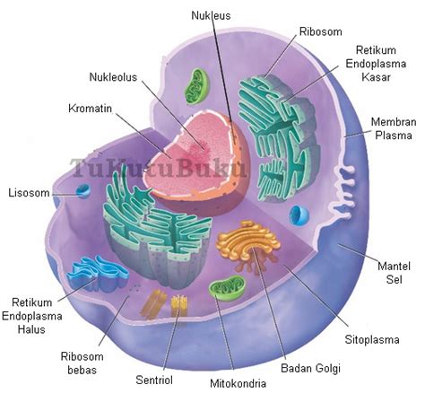 Struktur Sel biologi