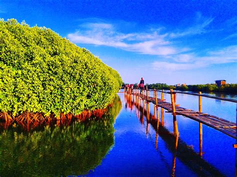 hutan mangrove jogja