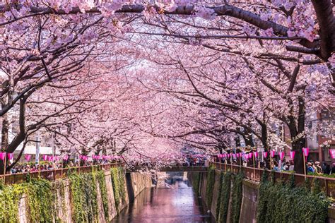 Bunga sakura di Golden Week di Jepang