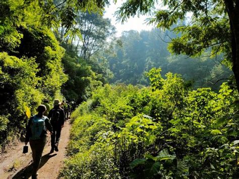 Konservasi di dalam Hutan