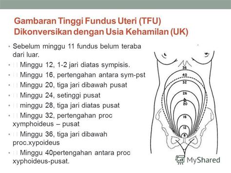 Ukuran tubuh janin berdasarkan tinggi fundus uteri