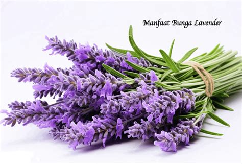Lavender untuk Kesehatan dan Kecantikan