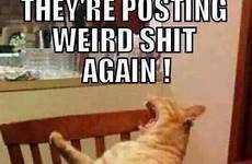 shit weird posting again ma they funny re meme memes comment hilarious stuff animals crazy there cat people animal who