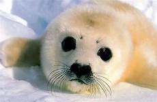 baby wallpaper animals wallpapers seal cute cutest animal ever top desktop seals wallpaperaccess backgrounds some happy year hq forget start