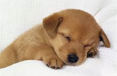 cute animals puppies baby puppy dogs dog animal cutest pets pet small puppys little very adorable really do pic search