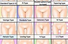 pussy types different type shapes vagina pussies shape kinds chart which looking girls vaginas there size wife gap venus virgin