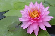 lotus ooreka plante planter couleur symbolism symbole diapo