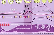 zyklus weiblicher phasen menstruationszyklus weiblichen grafik wann östrogen antibabypille