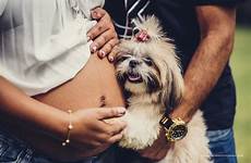 ensaio cachorro gestante gravidez gravidas fotograficos ensaios
