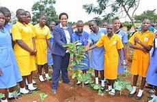 eul uganda eucalyptus seedlings eskom jinja donated 12th district part