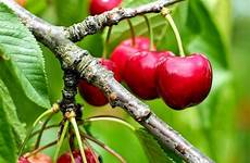 cherry fruit cherries varieties cherrytree sour generous orchards