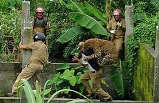 leopard attack india people animals attacks animal wildlife human conflict wild humans when killing man forest siliguri cat six indian