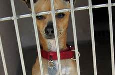 chihuahua shelter chage gaiola abrigo angenommen tierschutz wartet attende animale riparo essere adottato doggies