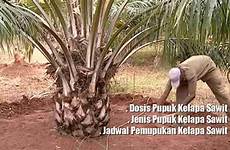 sawit kelapa pupuk pemupukan buah tanaman umur dosis jadwal tanah manfaat tsp fungsinya mitalom bibit pertanian unsur hara