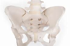 beckenknochen lantio anatomy a61 human pelvic pelvis pelvi flexibly mounted femminile flessibile bungee weiblich flexibles vrouw naisten fysioterapia kuntoutus fysioline