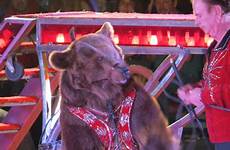 shrine animals peta circus circuses fundraisers fun bears