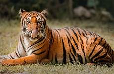 tiger cebu tigers