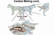 mating dogs dog canine reproduction tie knot stuck breeding coitus animal if feline stages pregnancy cycle tell intercourse human stick