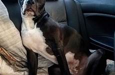 dane mix great pitbull bully american car dog family loyal breed good sources americanbullydaily