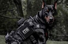 doberman scary dogs dog visit police dobermans special