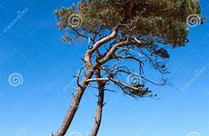 pine tree beach stock baltic poland sea dreamstime