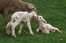lambs farmers sheep