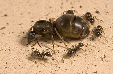 semut ants colony worker cara formiche selangor hapuskan anda formica mayat retain sacrifice throne halau elakkan kediaman petua bryner jeanna