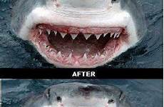 funny ads jokes advertising shark colgate humor sharks ad advertisement commercials animal week hilarious kappit toothpaste works they before after