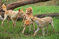 dingo pack mating canis lupus watched