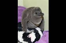 chicago chick penguin schulz zoological jim society brookfield zoo humboldt born wttw