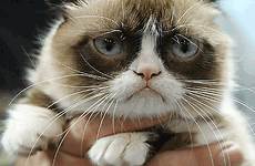 gif cat grumpy gifer