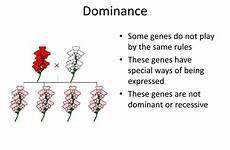 codominance dominance genetics image1 incomplete gene alleles genetic trait inheritance phenotype