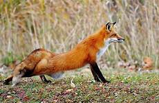 fox red animal wallpaper animals beautiful wallpapers vulpes lover pet cute photographs baby