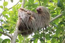 sloths sloth rica