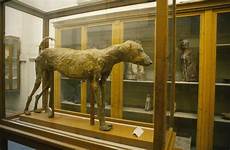 mummy dog amenhotep mummified tomb egypt ii pets preserved found museum pharaoh comments ancient tombs well egyptian used 1397 1427