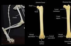 femur limb hind limbs comparative vertebrate roosa sisina saugar kristen posterior