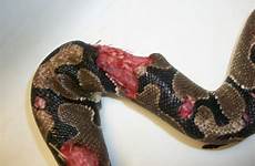 live snake mouse feeding corn injured attacked prey when eat damage reptile flickr large vet do rat2 many