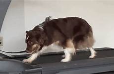 dog treadmill gif gifs giphy
