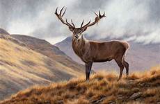 deer stag upland