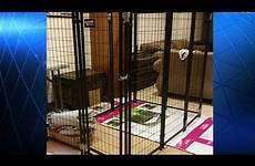 kennel child locked dog