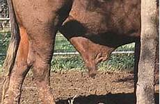 sheath penis bulls bull thick cattle large indicus bos heavy too bad