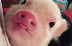 cute piggy little animals pigs baby blup so tongue look animal piggies piglets funny comments piggie simpatici animali choose board