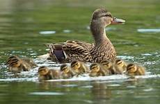 duck ducklings waddle school halls leads through annual ktrk ducks baby mama abc13