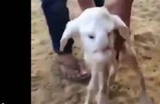 sheep lamb human face birth bizarre gives