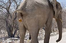 poop elephants elephant appointments explains
