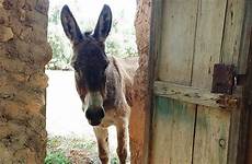 donkey pervert animal sex having caught