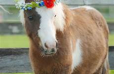 ponies paarden poney paard equestrian shetland