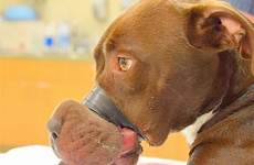 mascot taped muzzle cruelty tortured